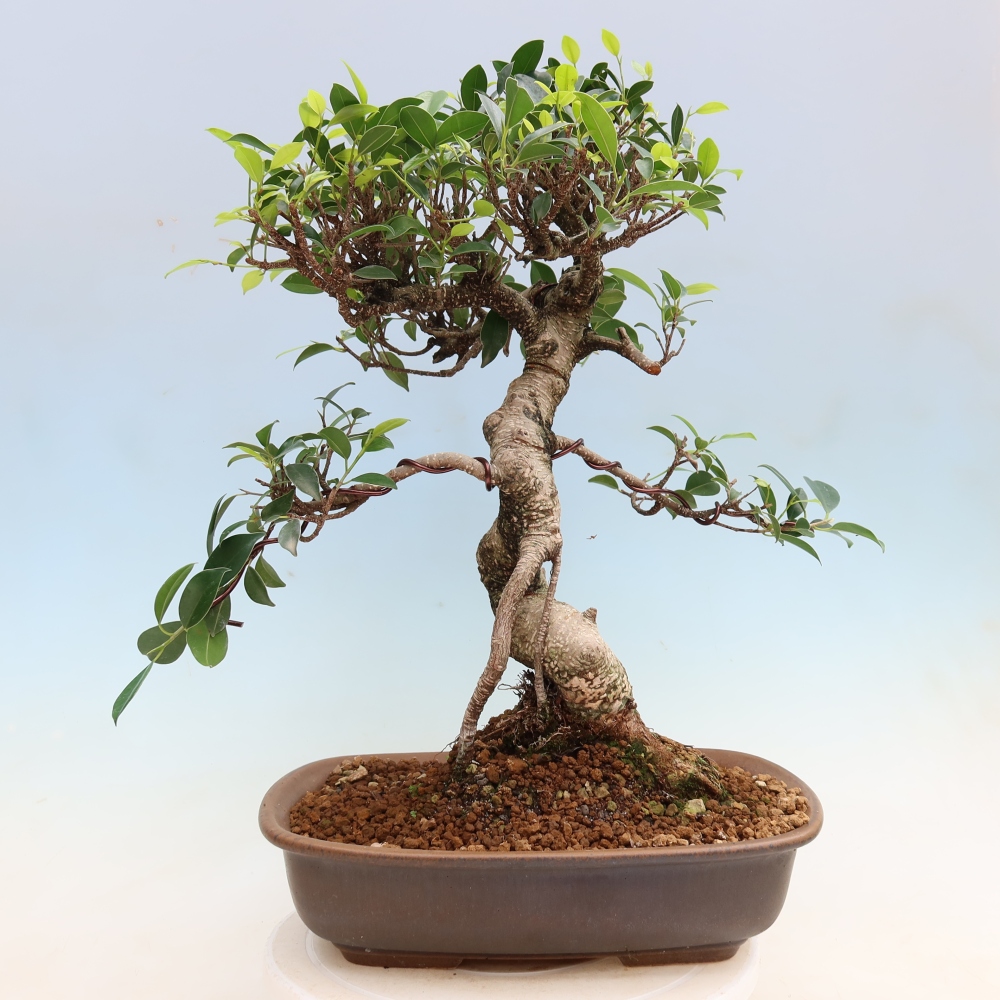Zimmerbonsai - Ficus kimmen - Kleinblättriger Ficus