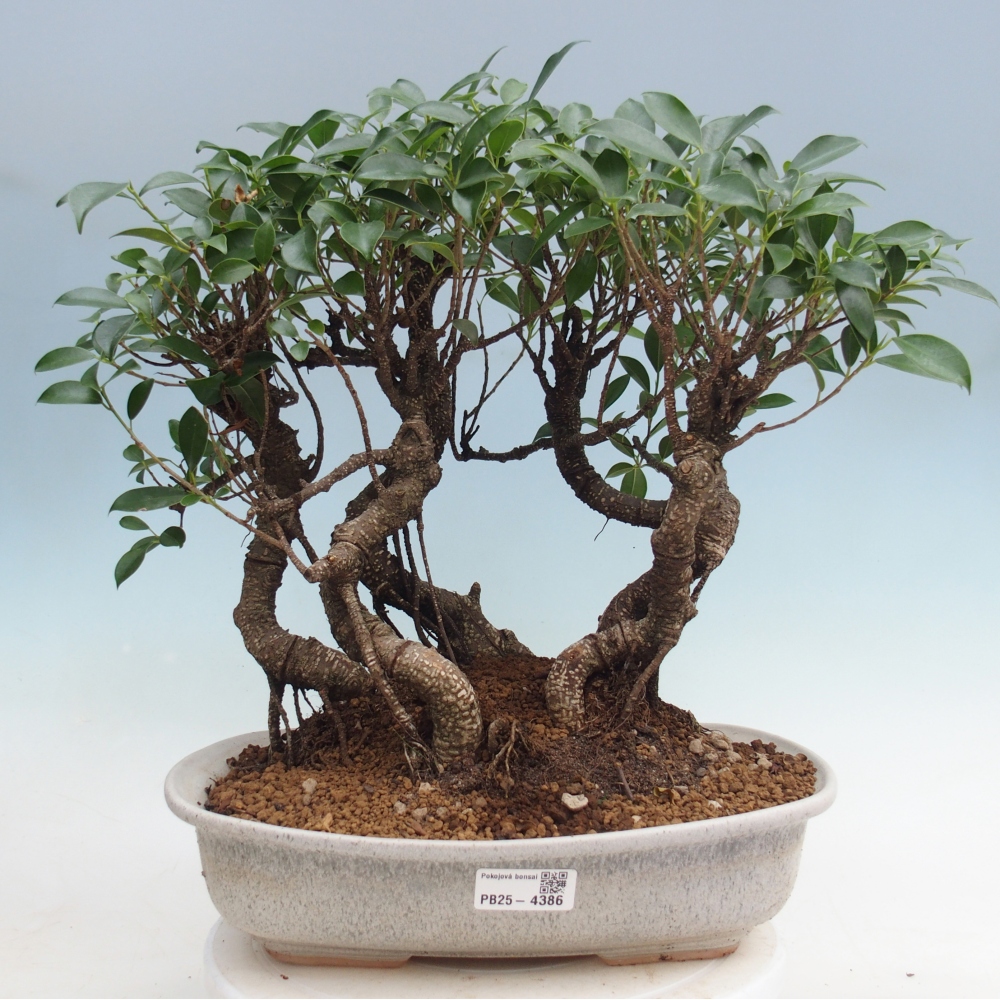 Zimmerbonsai - Ficus kimmen - Kleinblättriger Ficus