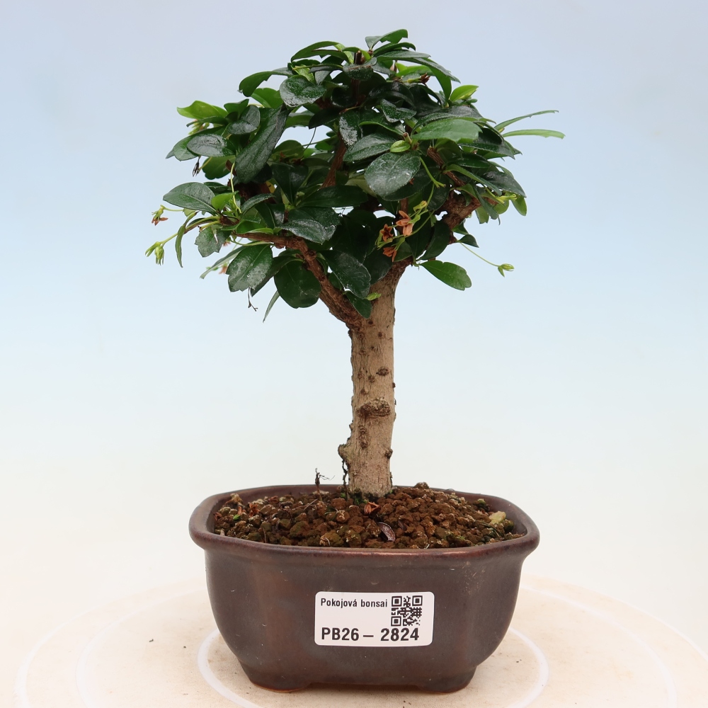 Zimmer-Bonsai - Carmona macrophylla - Tee-Fuki