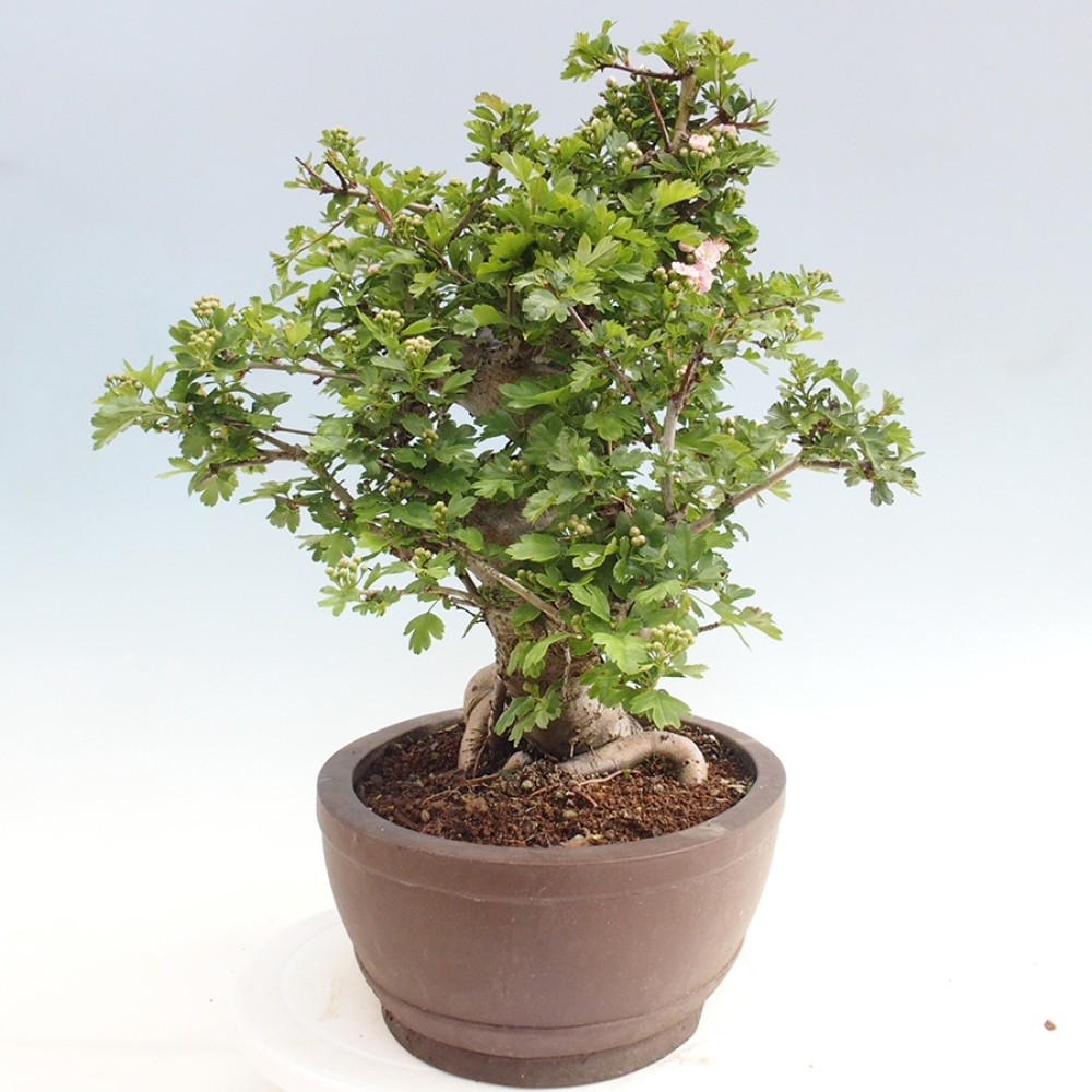 Bonsai im Freien - Weißdorn - Crataegus laevigata Paula