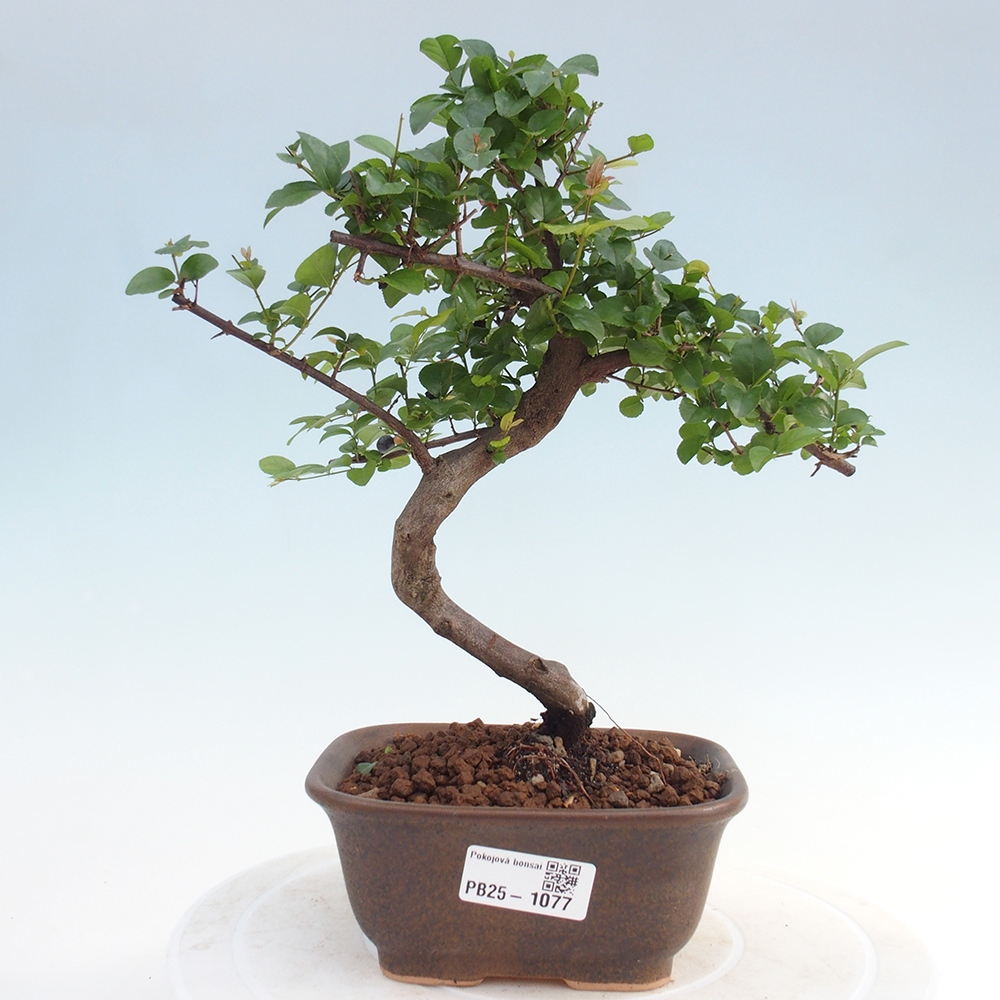 Innenbonsai - Sagerécie Thea - Sagerécie Thea