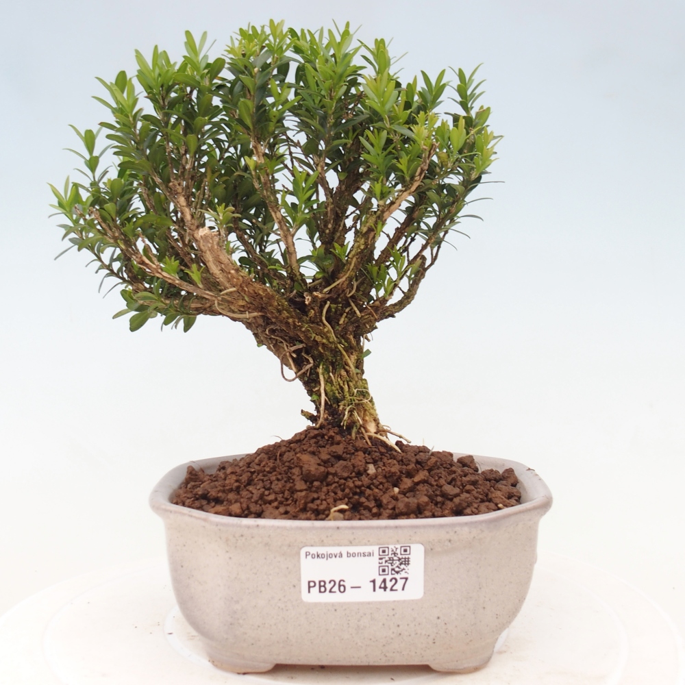 Zimmer Bonsai - Buxus harlandii - Korkbuxus