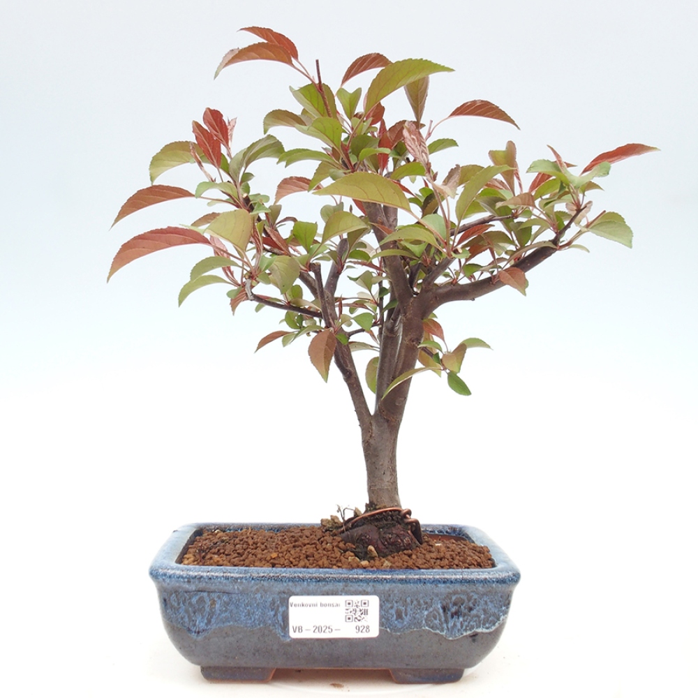Freilandbonsai - Malus Domestica - Kleinfruchtiger rotblättriger Apfelbaum
