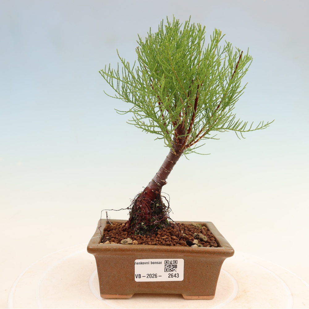 Bonsai für draußen - Tamariske - Tamarix