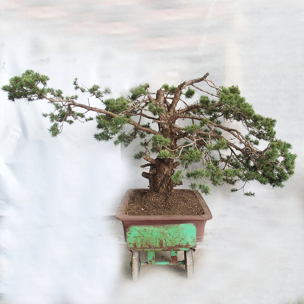 Yamadori - Pinus sylvestris 