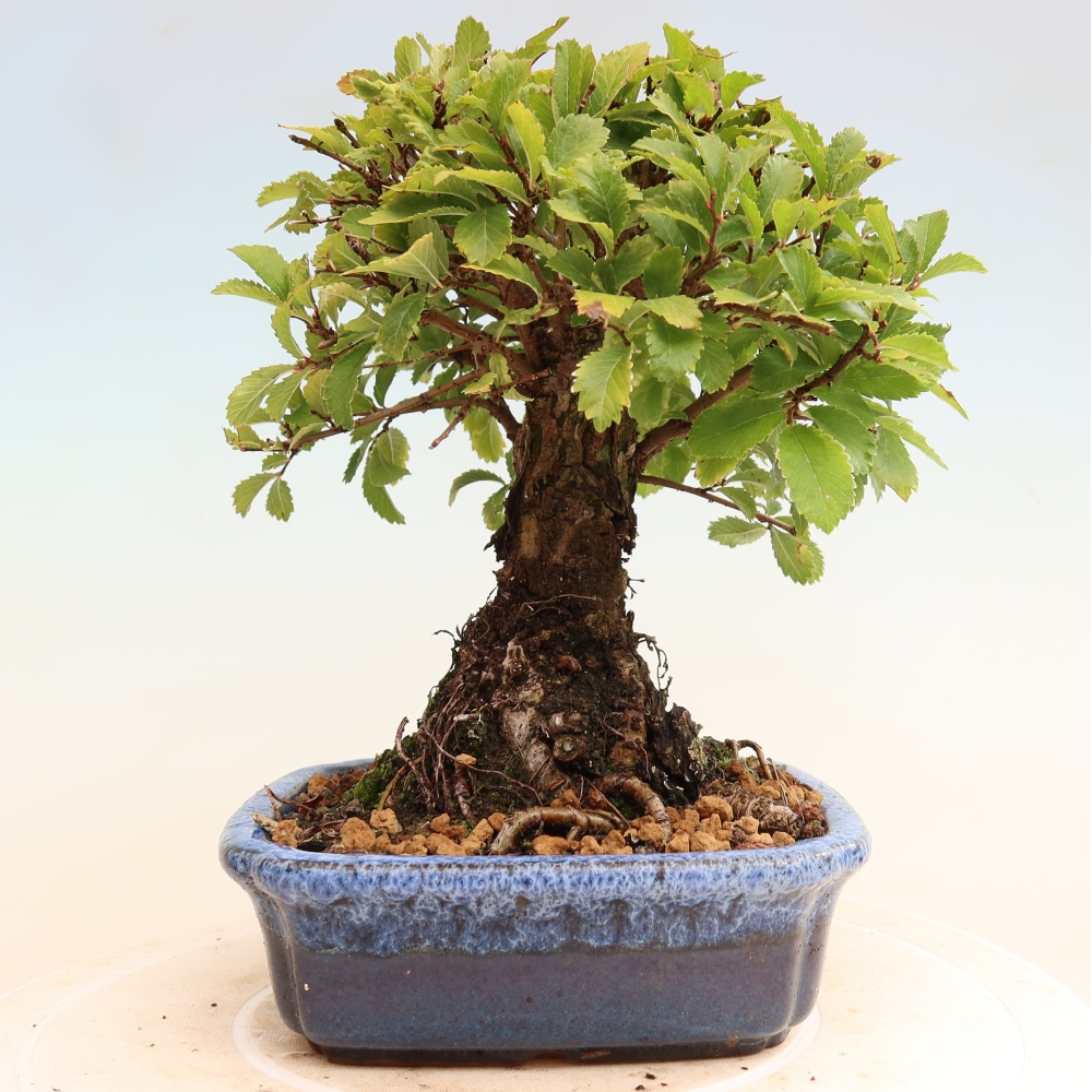 Bonsai für draußen - Zelkova - Zelkova NIRE
