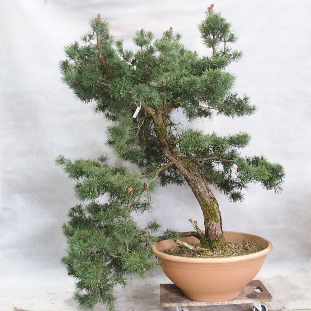 Yamadori - Pinus sylvestris 
