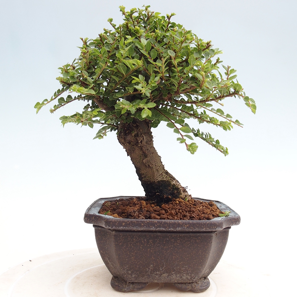 Bonsai im Freien - Ulmus parvifolia Hokkaido - Chinesische Ulme