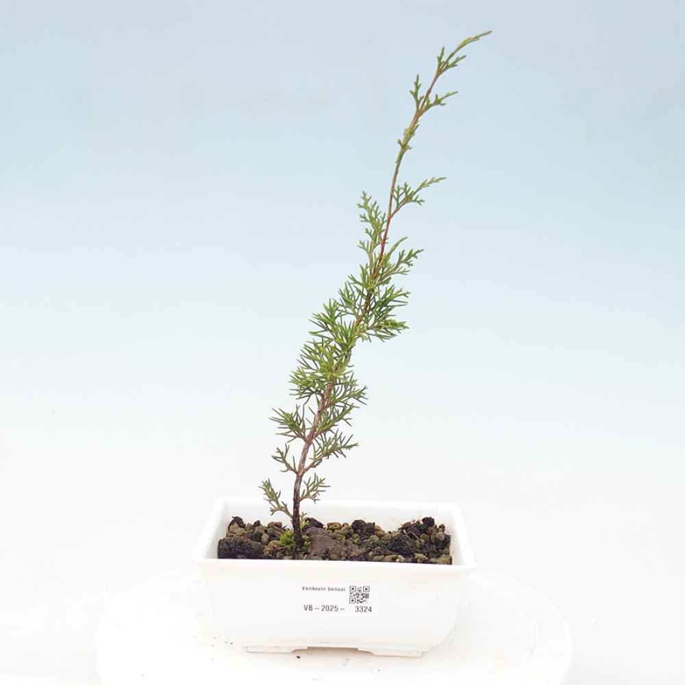 Outdoor bonsai - Juniperus chinensis Itoigawa - Chinese juniper