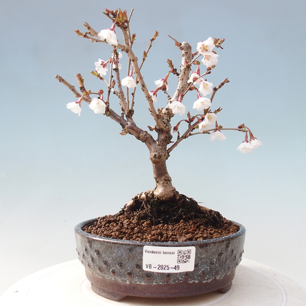 Bonsai im Freien - Prunus incisa Kojou-no mai-Pflaume geschnitten