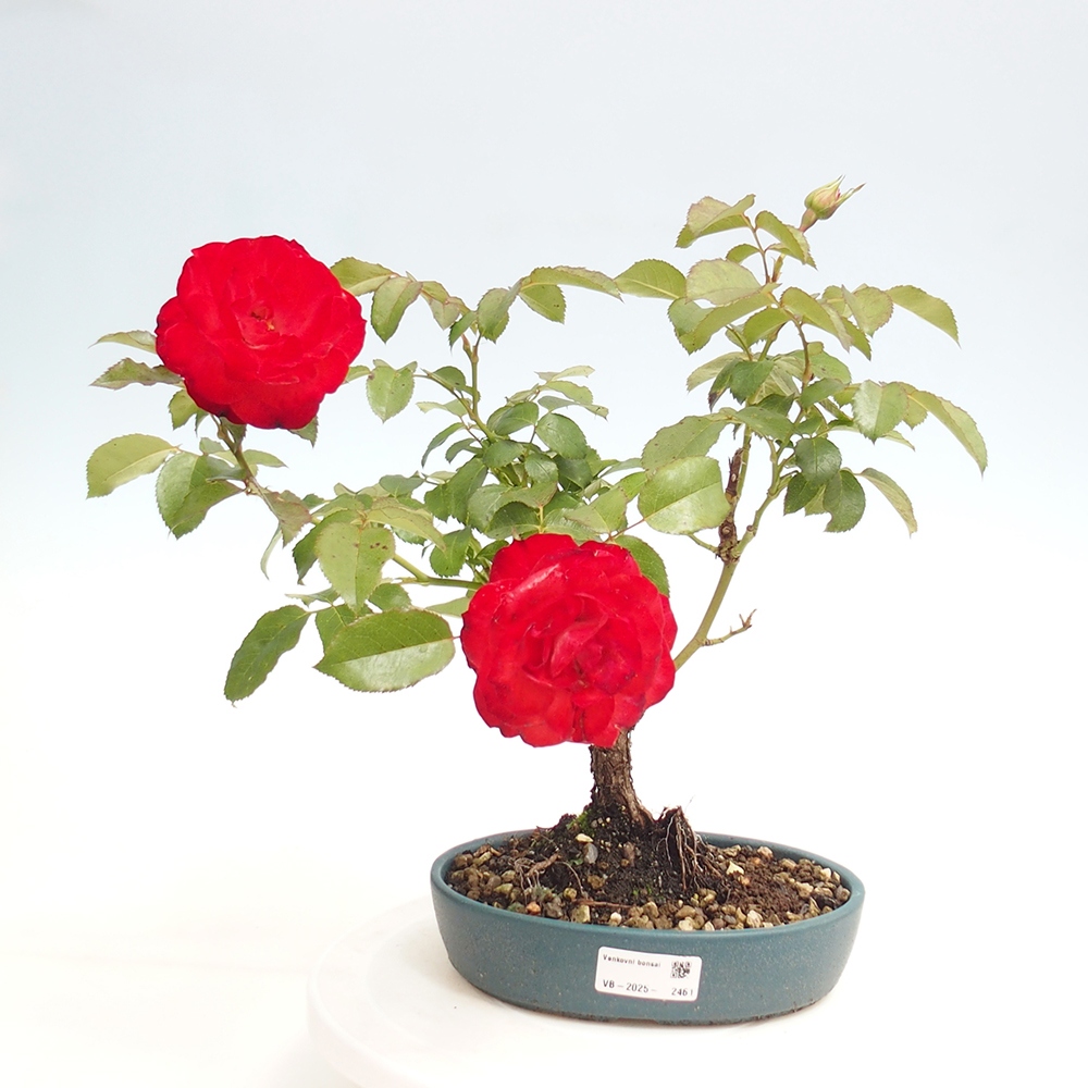 Freilandbonsai - Rosa Kordes -  Rose
