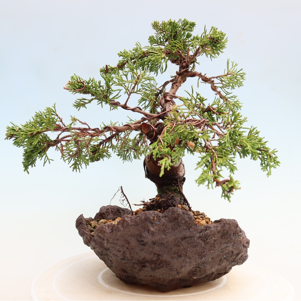Bonsai für draußen - Juniperus chinensis Itoigawa-Juniperus chinensis