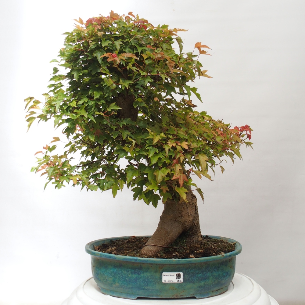 Bonsai im Freien - Ahorn Buergerianum - Burger Maple