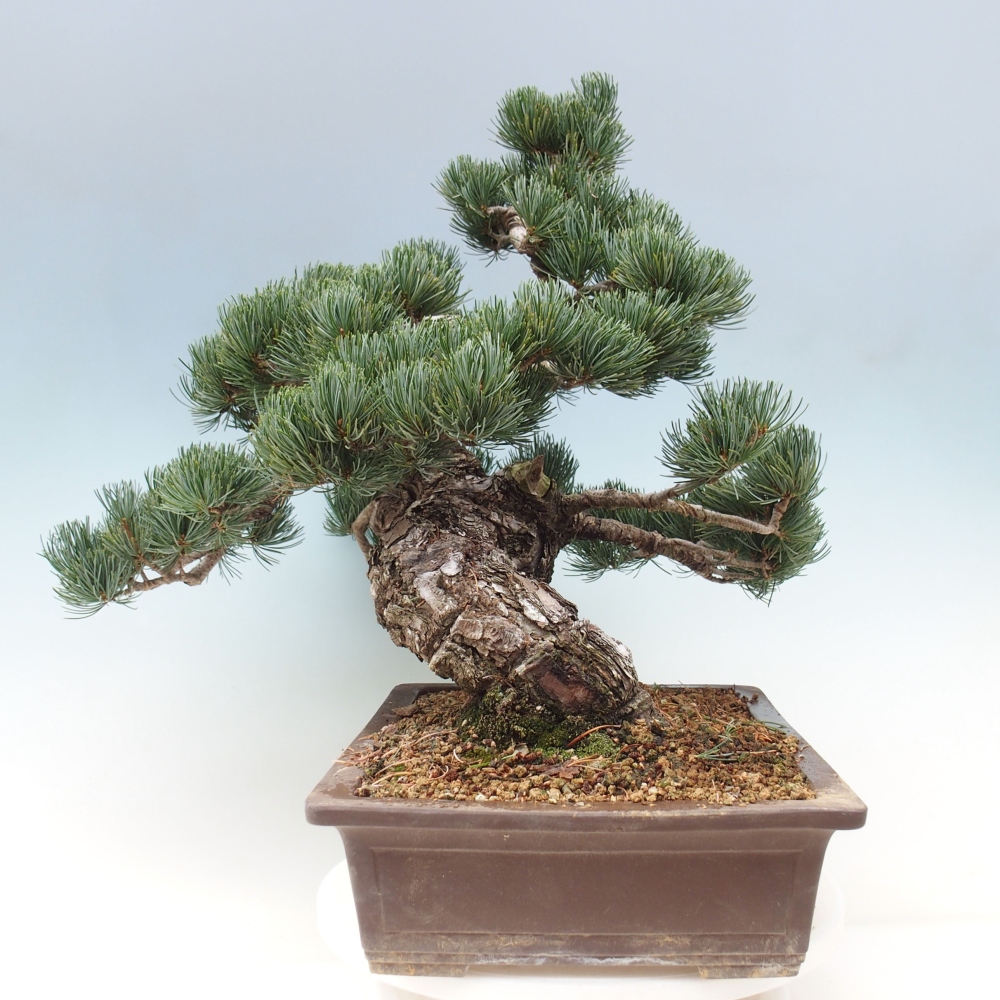Bonsai im Freien - Pinus parviflora - kleine Kiefer