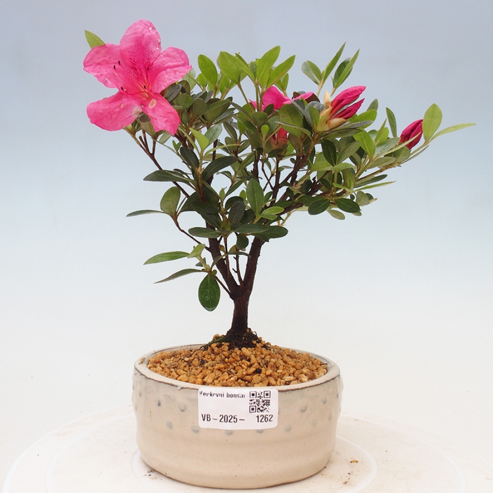 Bonsai im Freien - Japanische Azalee - Azalea sp.
