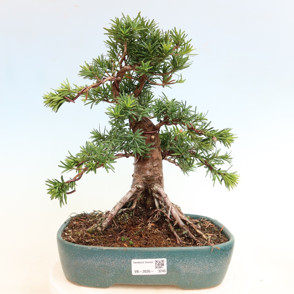 Bonsai für draußen - Taxus cuspidata - Japanische Eibe