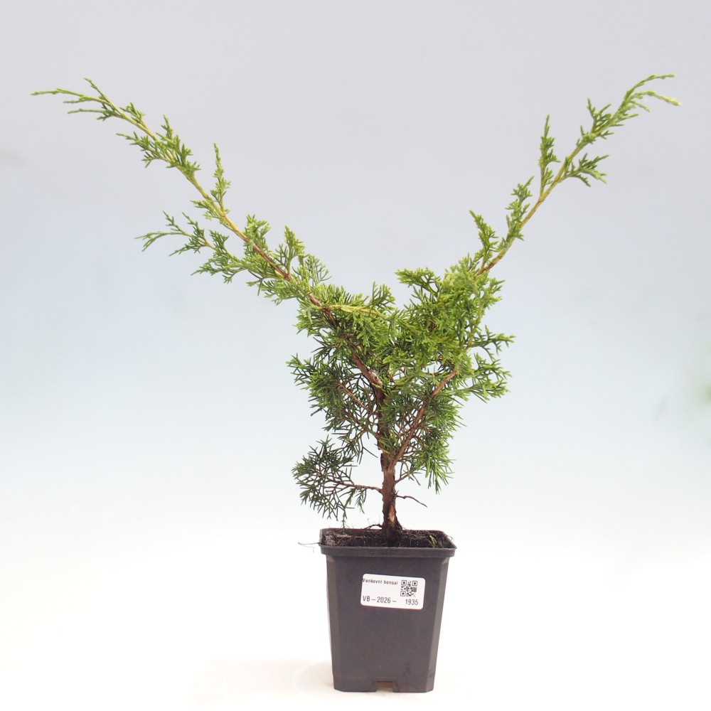 Bonsai für draußen - Juniperus chinensis Itoigawa