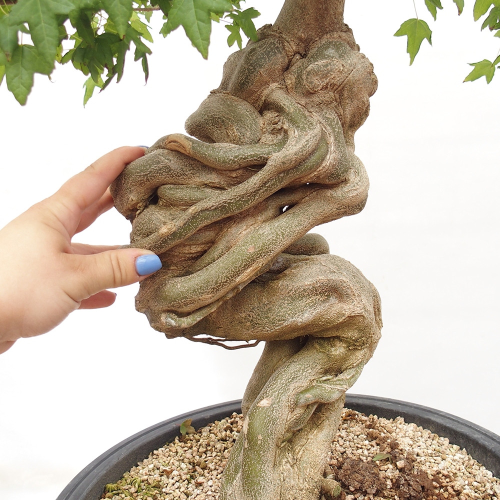 Bonsai im Freien - Ahorn Buergerianum - Burger Maple