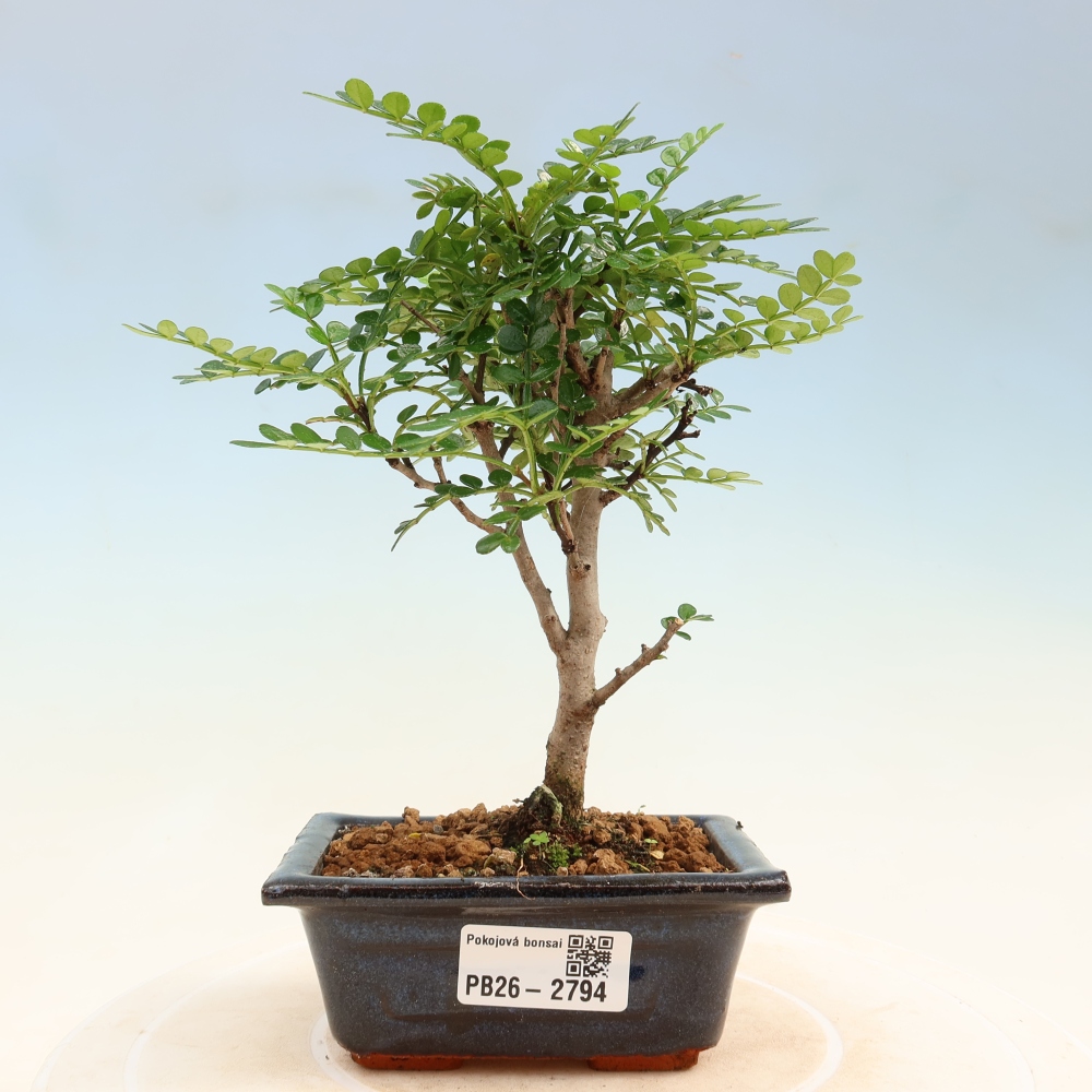 Zimmer Bonsai - Zantoxylum piperitum - Pfefferbaum