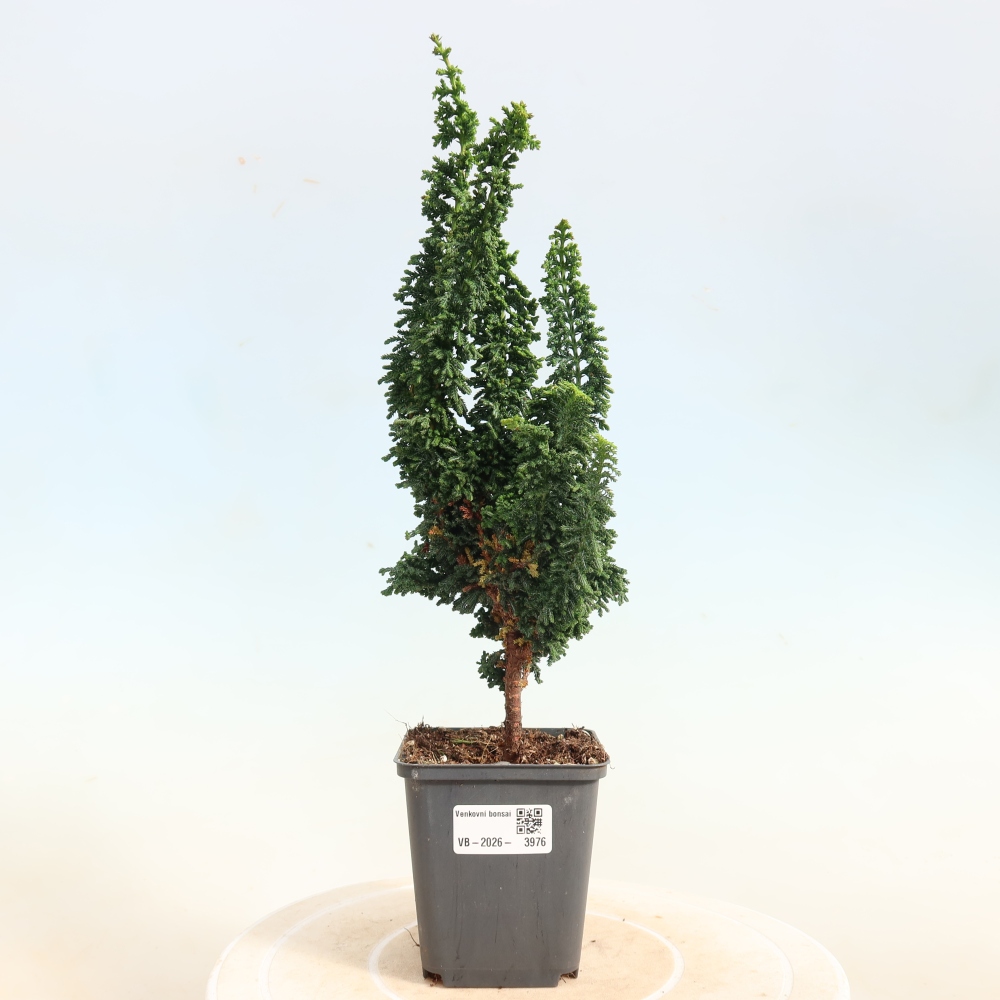 Bonsai für draußen - Cham. obtusa SEKKA HINOKI - Zypresse