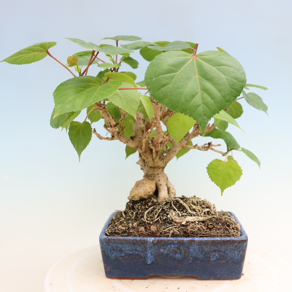 Zimmerbonsai - Hibiscus tiliaceus - Meeres-Hibiskus