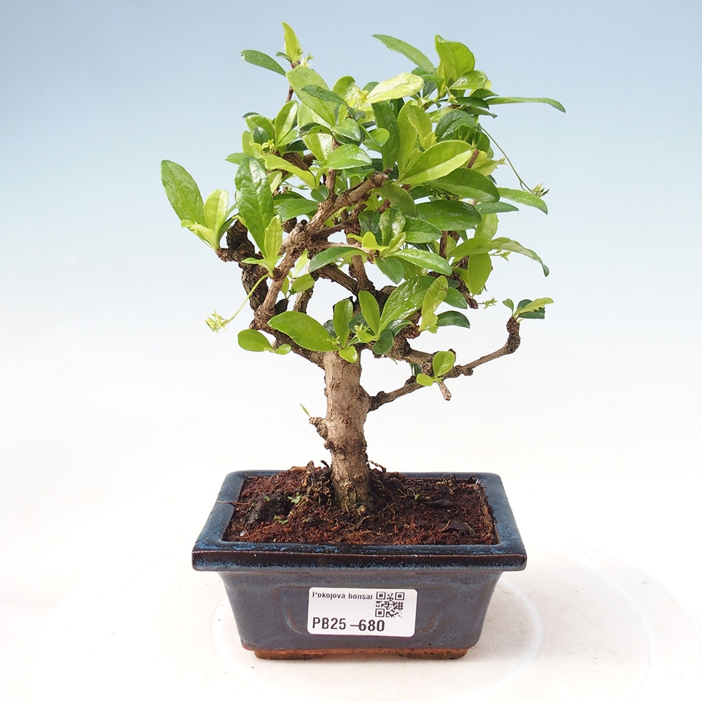 Zimmerbonsai - Carmona Macrophylla - Fuki-Tee