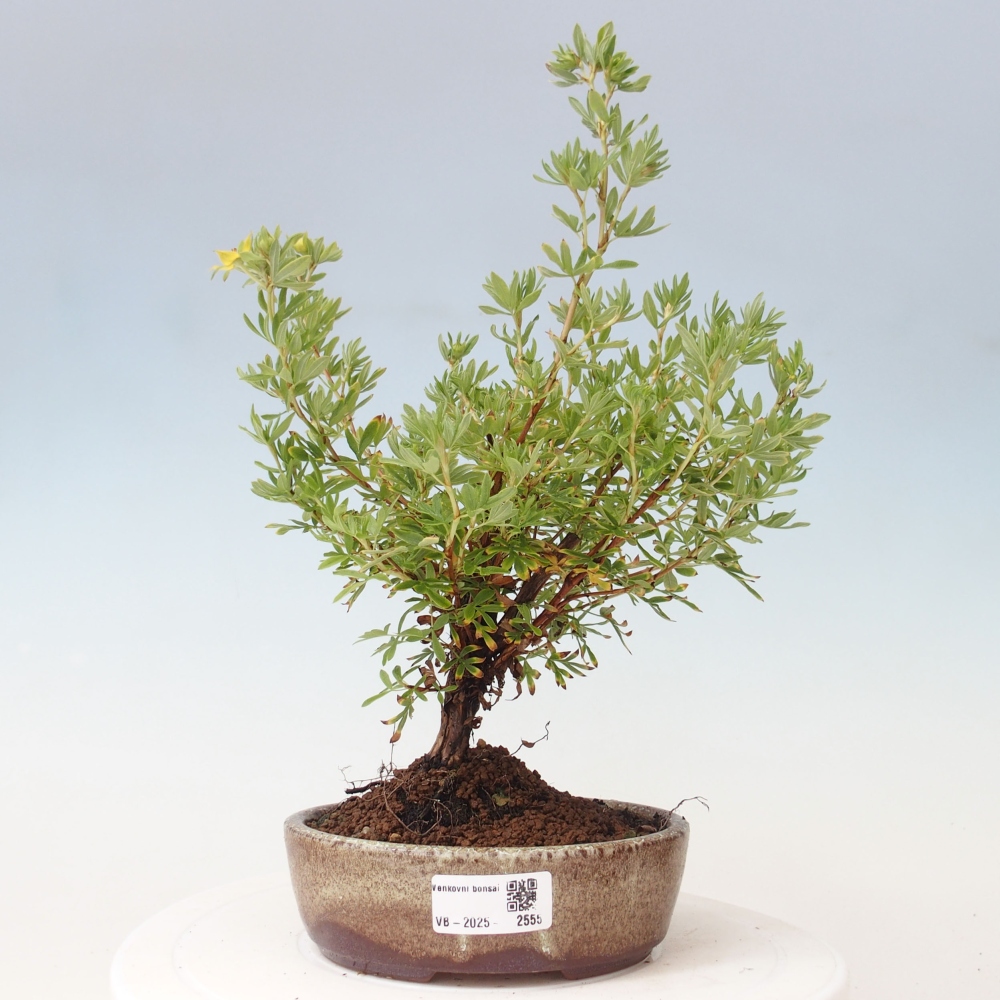 Outdoor-Bonsai-Fingerkraut - Potentila fruticosa gelber Vogel