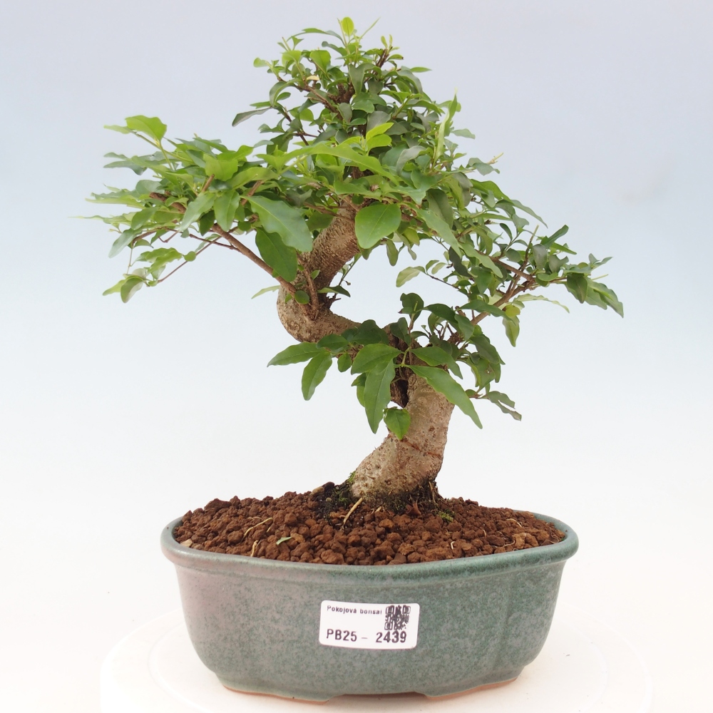 Indoor Bonsai -Ligustrum chinensis - Vogelschnabel