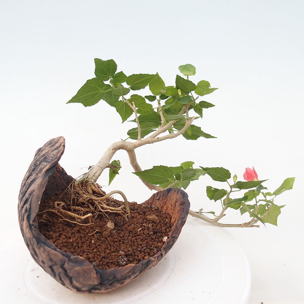 Zimmerbonsai - Malvaviscus arboreus