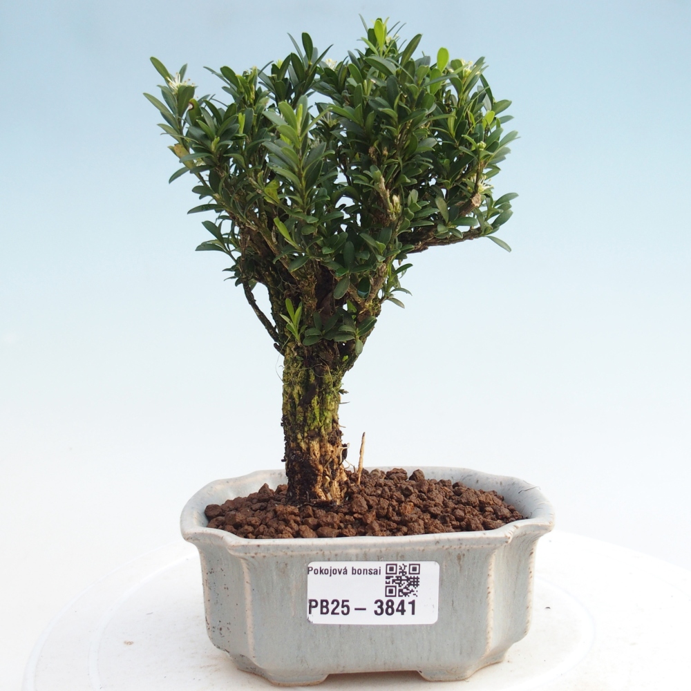 Zimmer Bonsai - Buxus harlandii - Korkbuxus