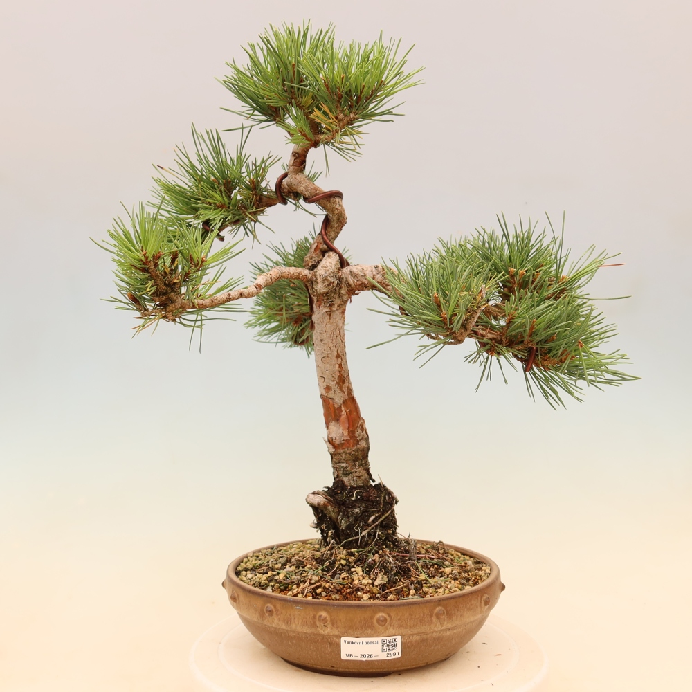 Bonsai für draußen - Pinus Sylvestris Watererri - Waldkiefer
