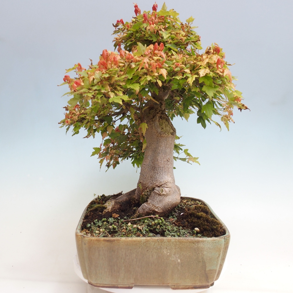 Bonsai im Freien - Ahorn Buergerianum - Burger Maple