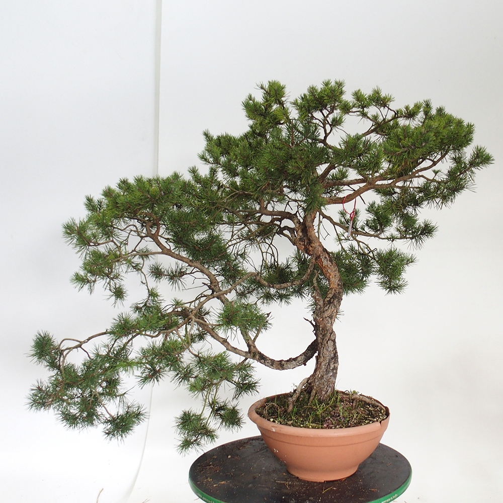Yamadori - Pinus sylvestris Spanien