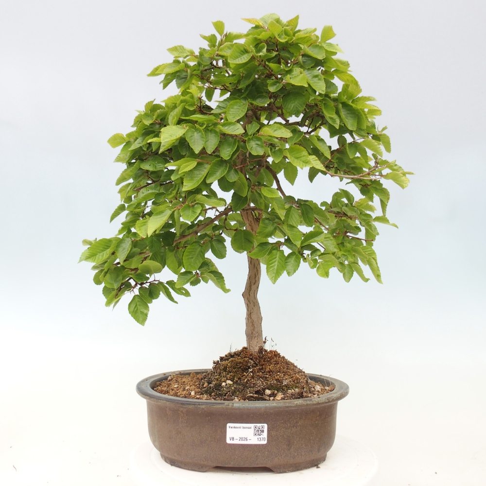Bonsai für draußen -Carpinus CARPINOIDES - Koreanische Hainbuche
