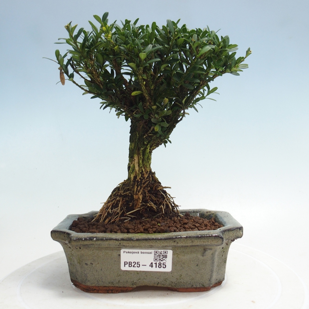 Zimmer Bonsai - Buxus harlandii - Korkbuxus
