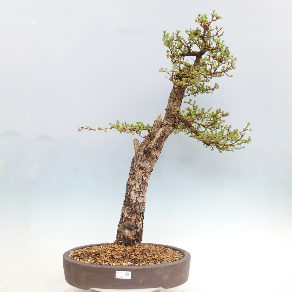 Outdoor-Bonsai -Larix decidua - Lärche - nur Palettentransport