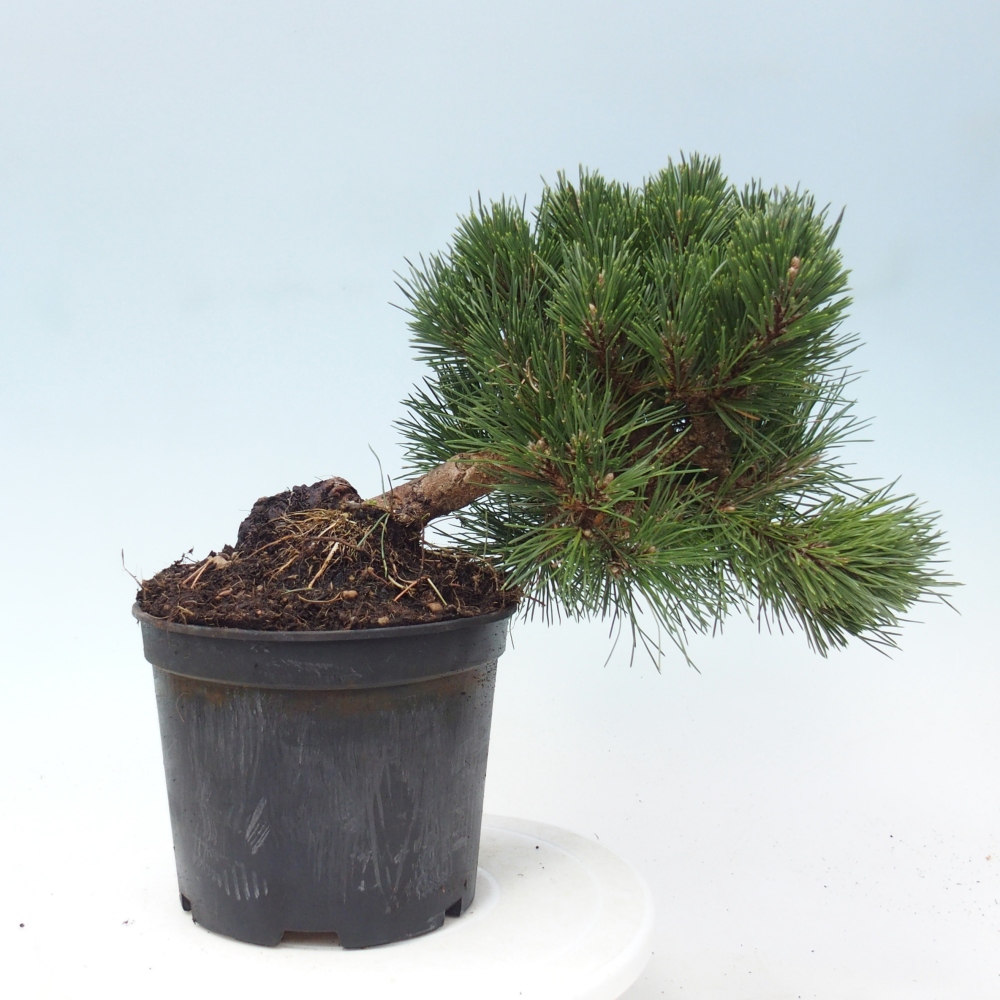 Bonsai für draußen - Pinus thunbergii senjyumaru - Thunberg-Kiefer