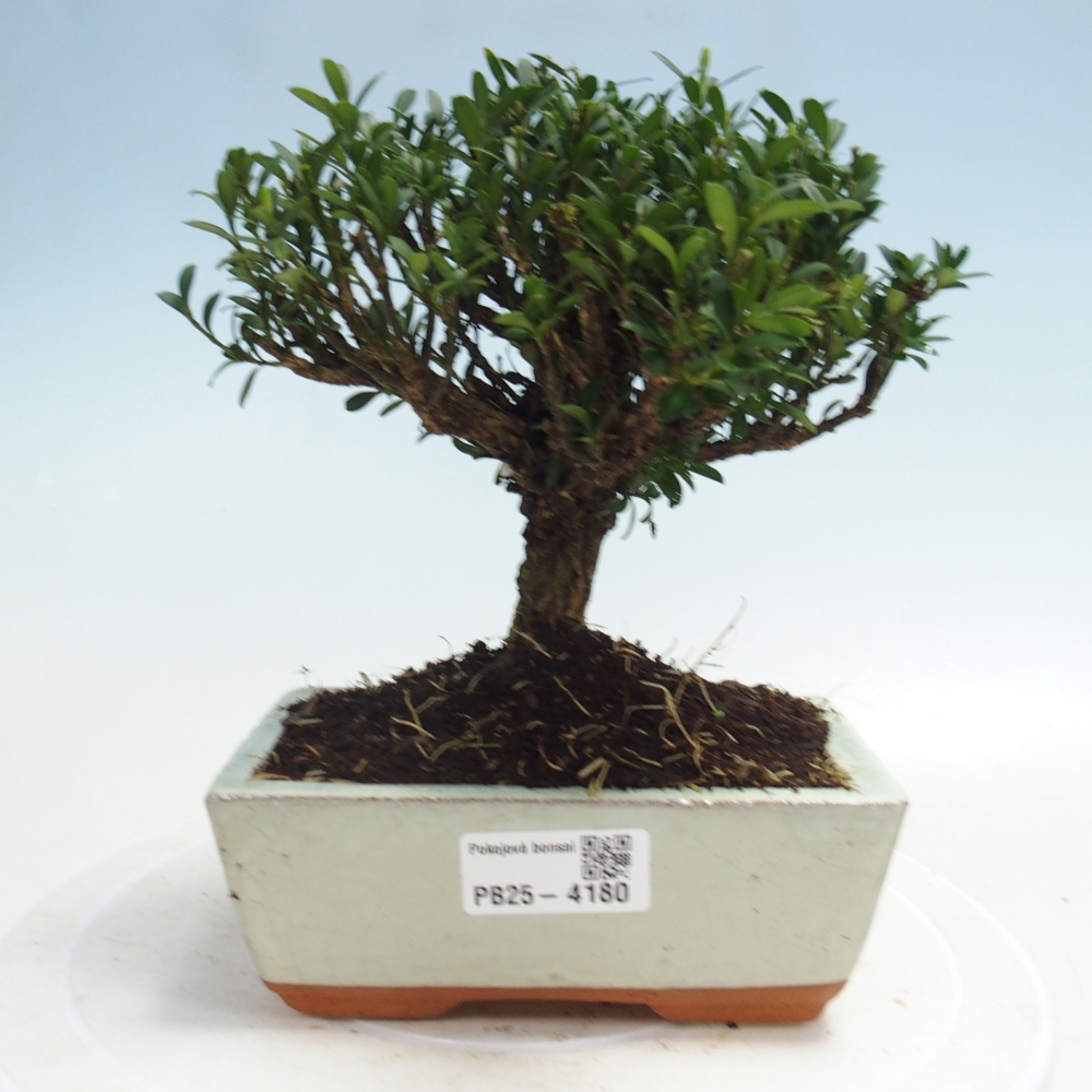 Zimmer Bonsai - Buxus harlandii - Korkbuxus
