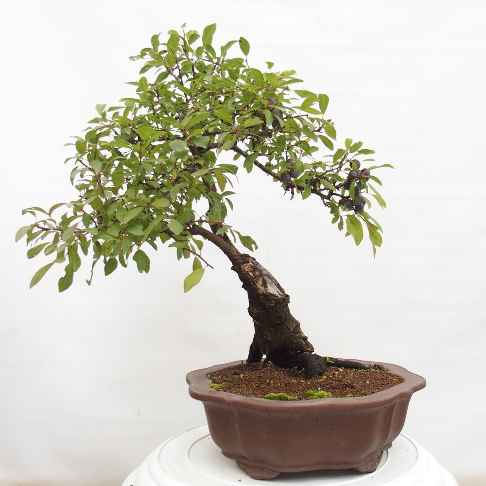 Outdoor-Bonsai - Prunus spinosa - Schwarzdorn