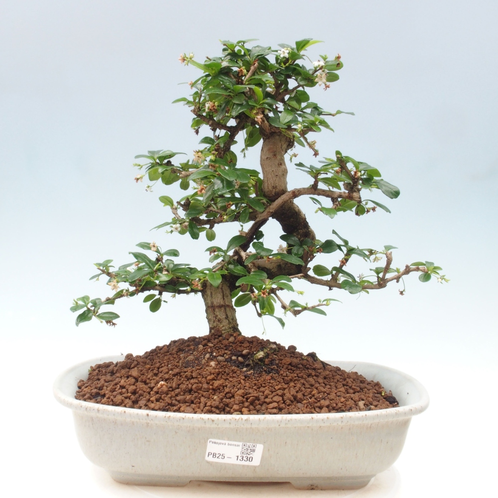 Zimmer Bonsai - Carmona macrophylla - Tea Fuki