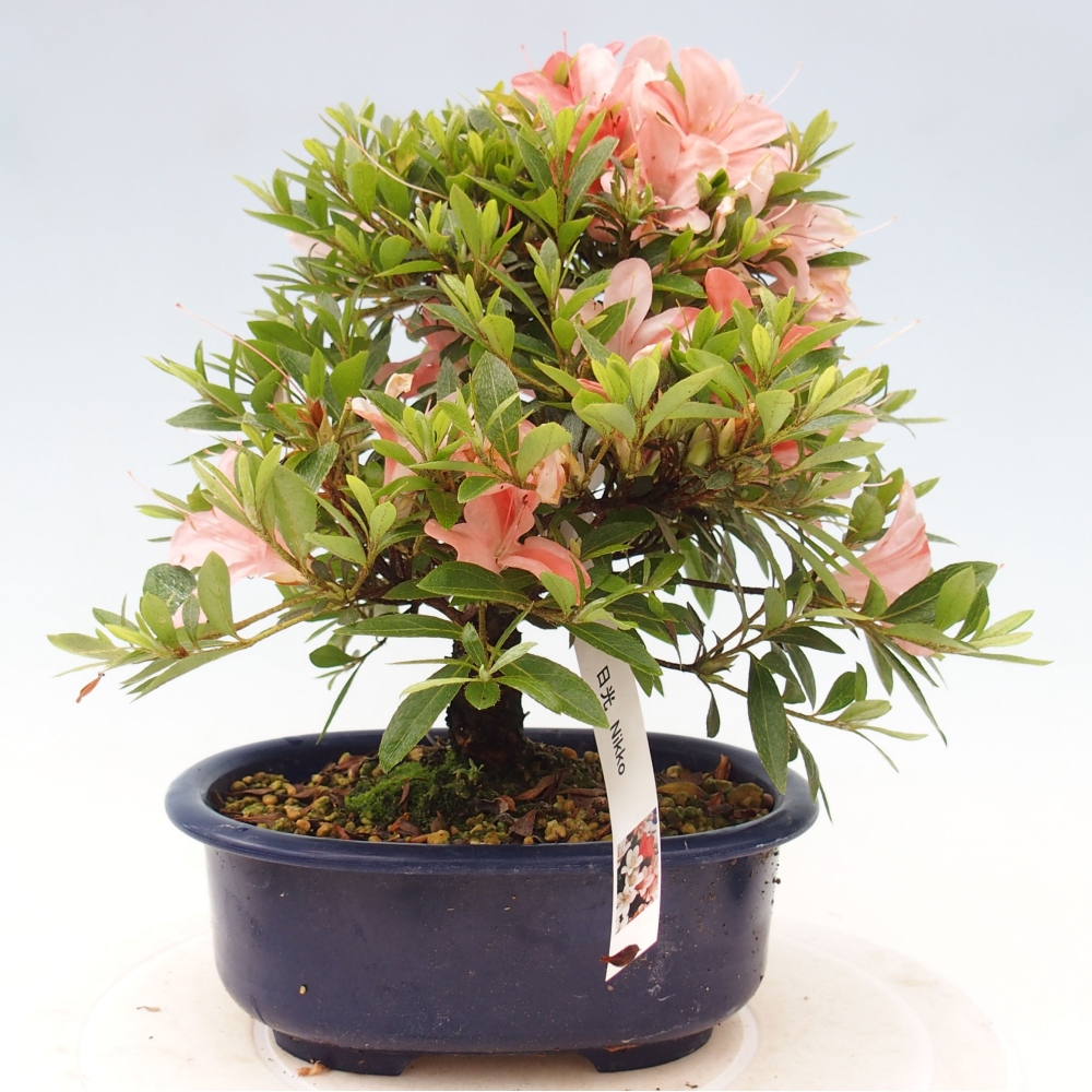 Bonsai im Freien - Japanische Azalee - Azalea Nikko
