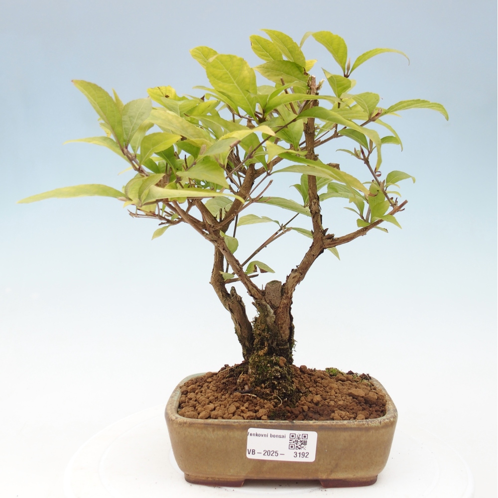 Bonsai im Freien - wunderschöne Pflanze - Callicarpa japonica