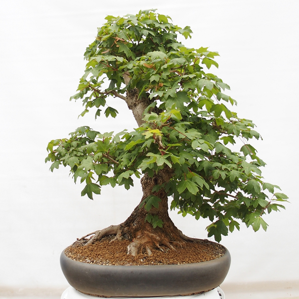 Bonsai im Freien - Baby-Ahorn - Acer campestre