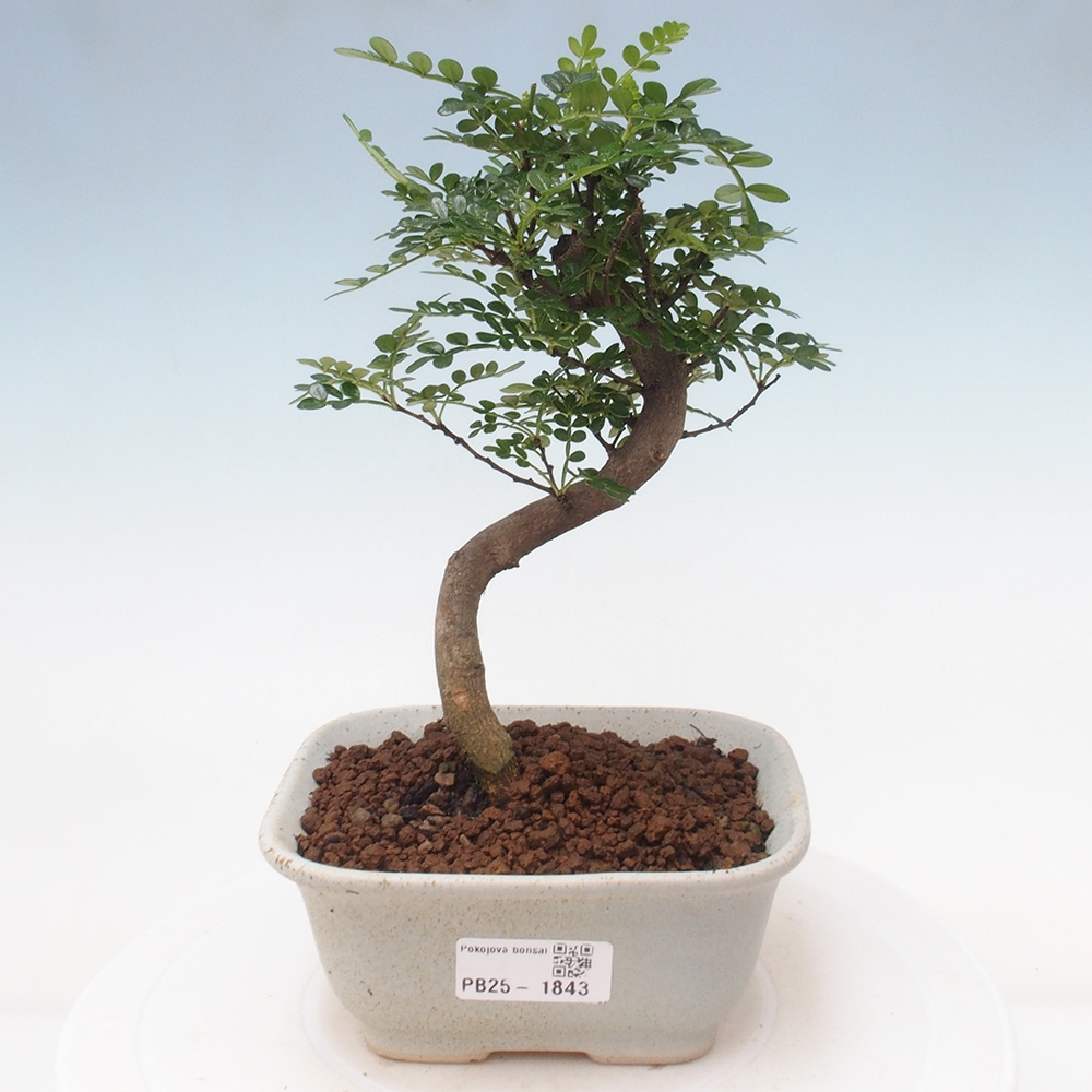Indoor-Bonsai - Zantoxylum piperitum - Pfefferminze