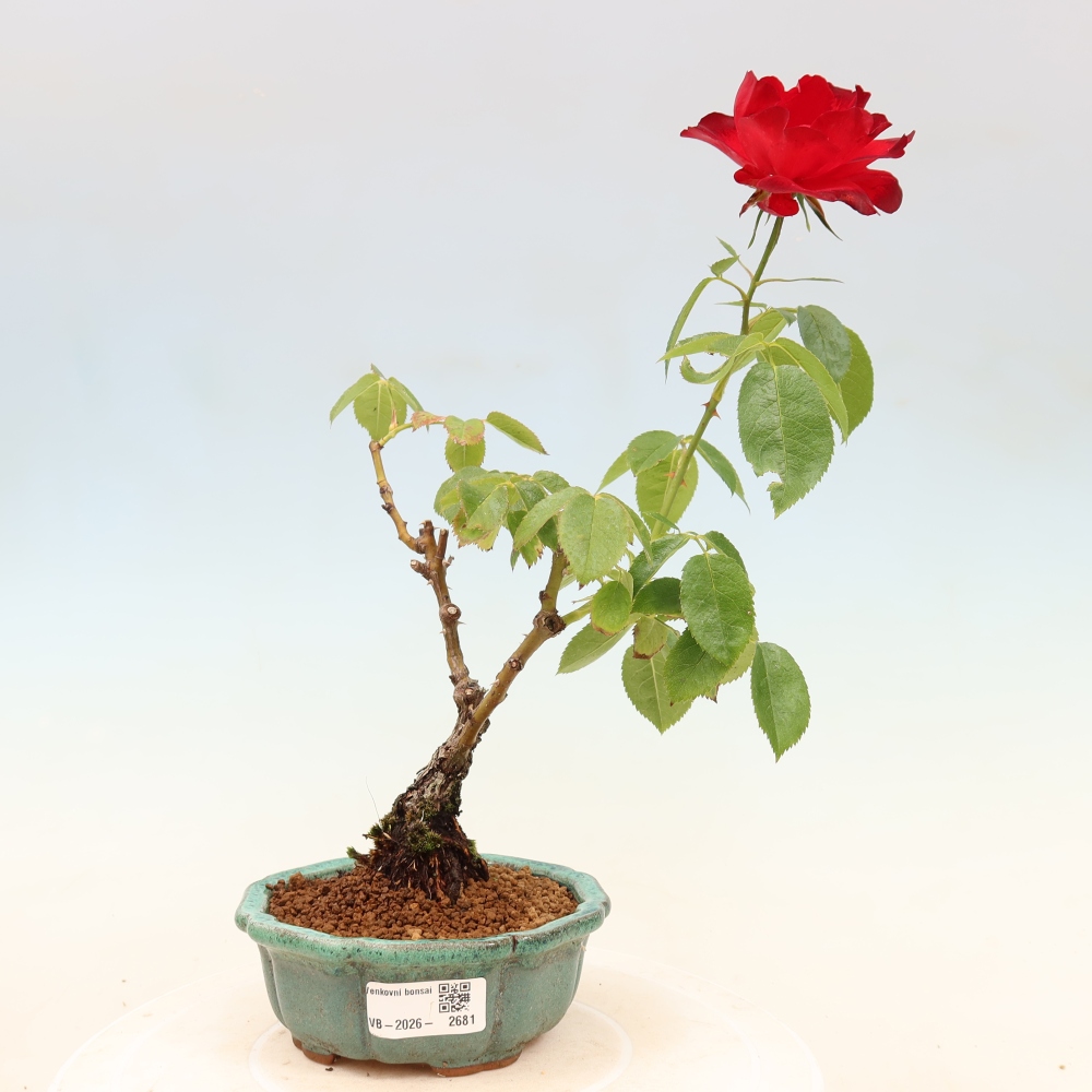 Bonsai für draußen - Rosa Kordes - Rose