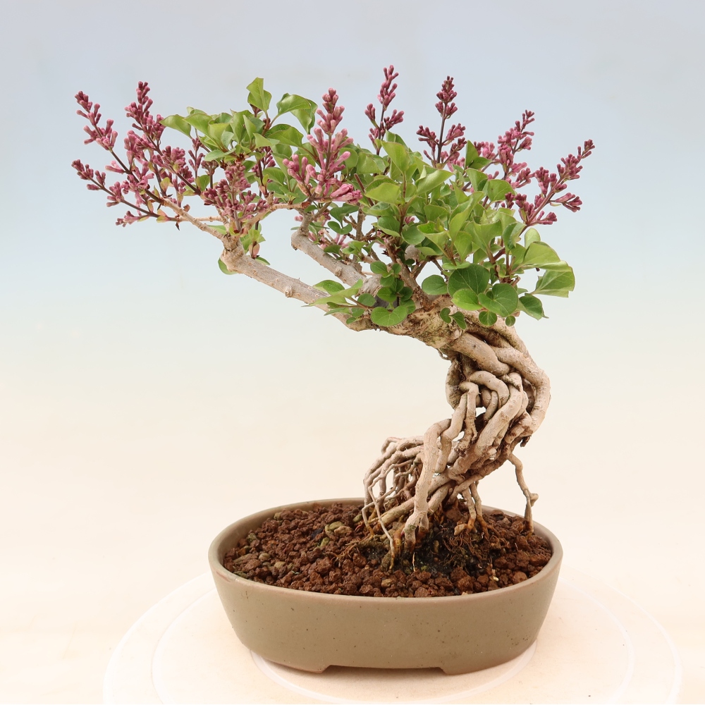Bonsai für draußen - Syringa microphylla - Kleinblütiger Flieder