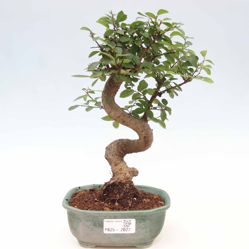 Zimmer Malolistý Ulme Bonsai