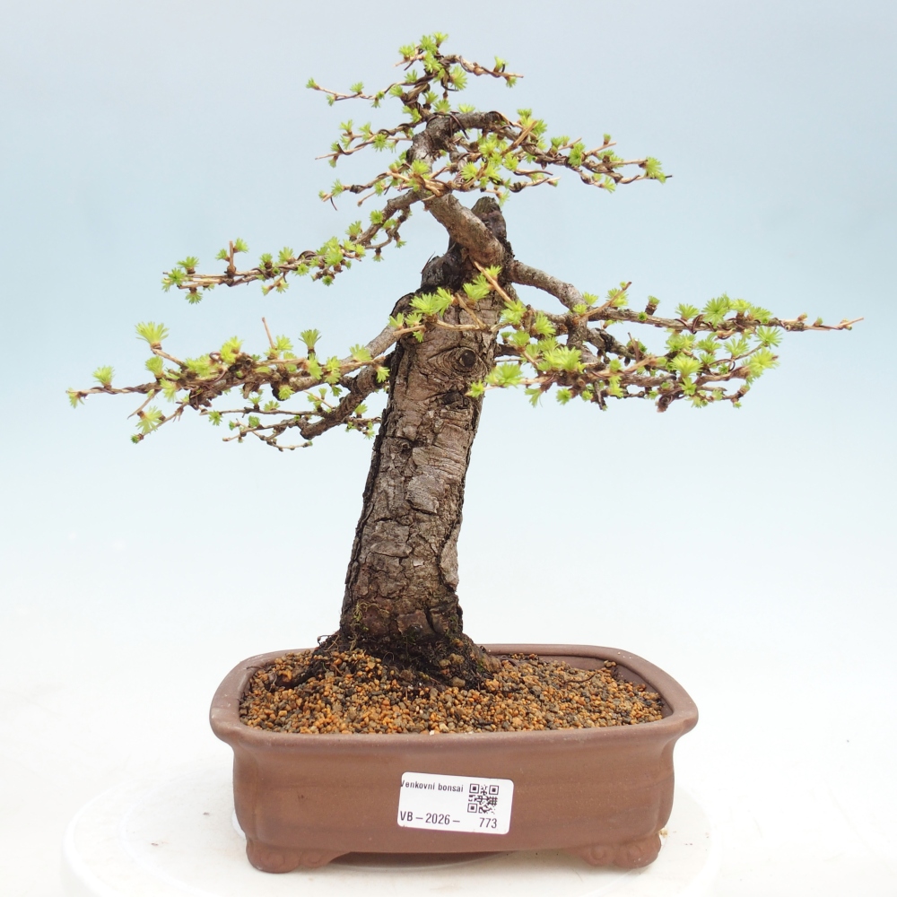 Bonsai für draußen -Larix decidua - Lärche