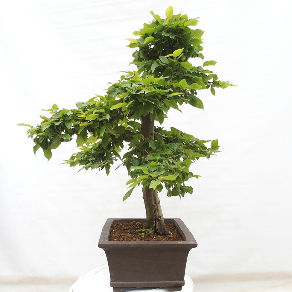 Bonsai im Freien - Hainbuche - Carpinus betulus
