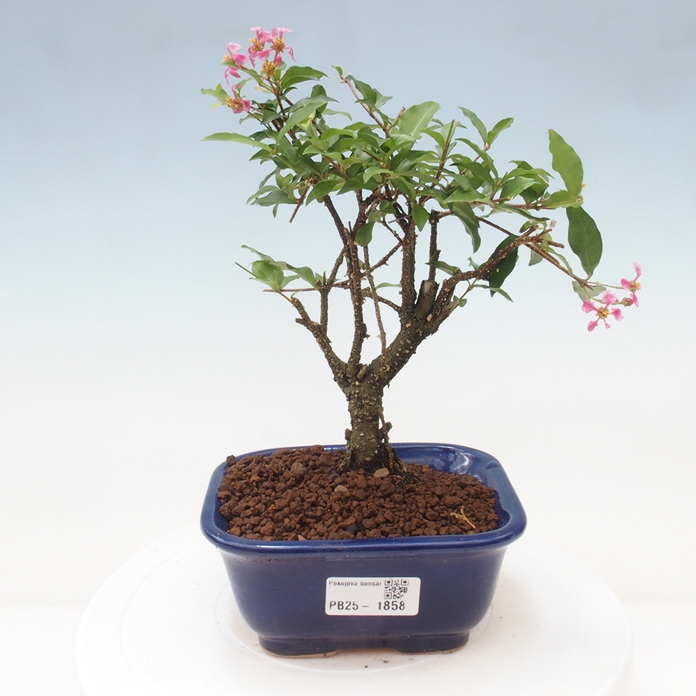 Zimmerbonsai - Malpighia coccigera - Barbdor-Kirsche